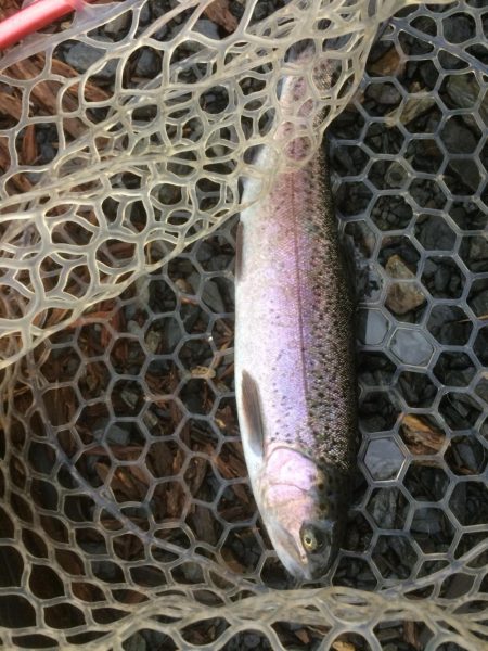 フライとルアー