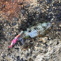 今日はデイでやっと