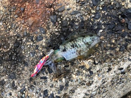 今日はデイでやっと