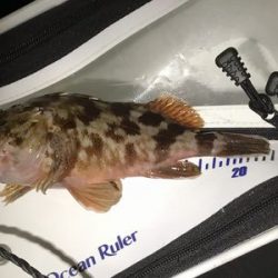 短時間アジング