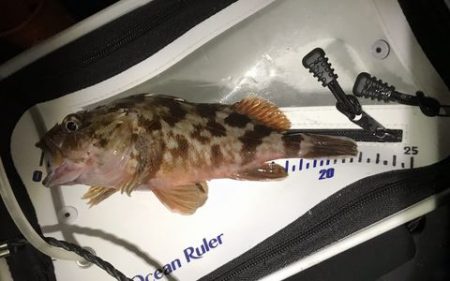 短時間アジング