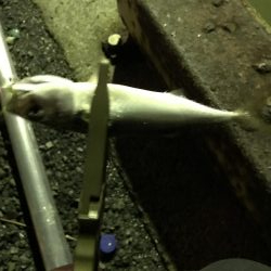 雨上がりのアジング