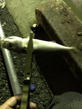 雨上がりのアジング