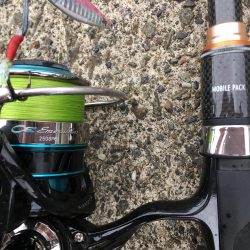 キジハタ メッキ