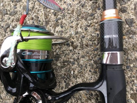 キジハタ メッキ