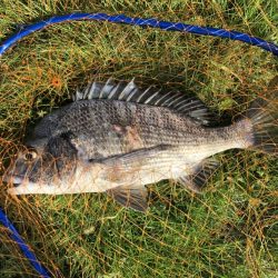 イチノ兄弟、釣果！