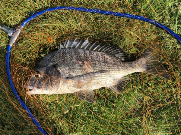 イチノ兄弟、釣果！