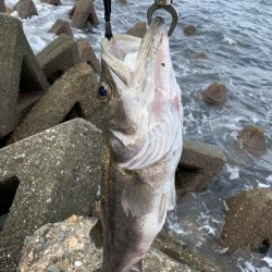 青物は来なかったけど