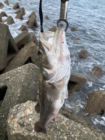 青物は来なかったけど