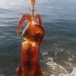 アオリがいません?