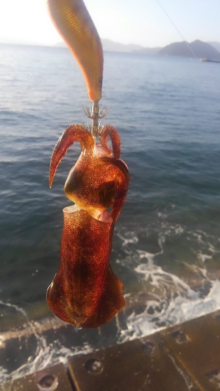 アオリがいません?