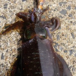 風が吹く前に～⤴