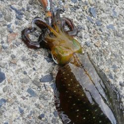 台風後、ポイント限られて~