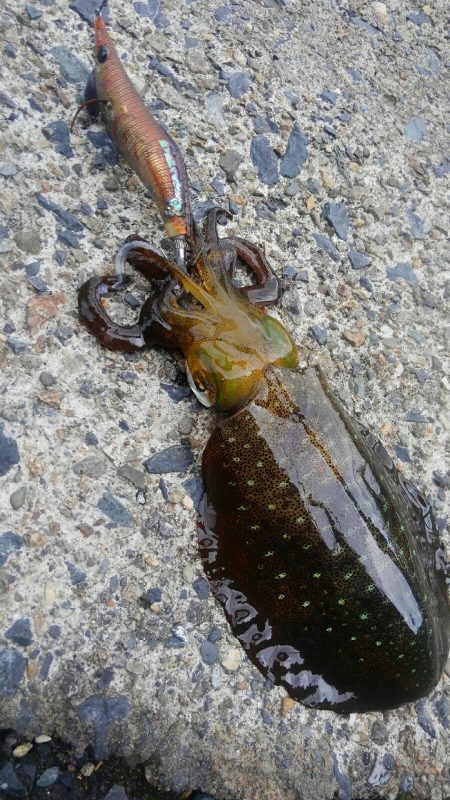 台風後、ポイント限られて~