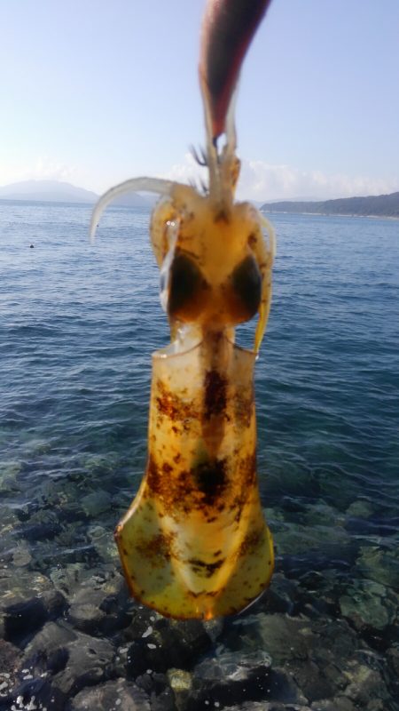 ヒットセンサー的中