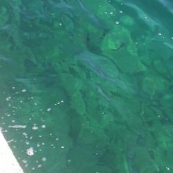 増税スタート　アオリイカは増えず・・・