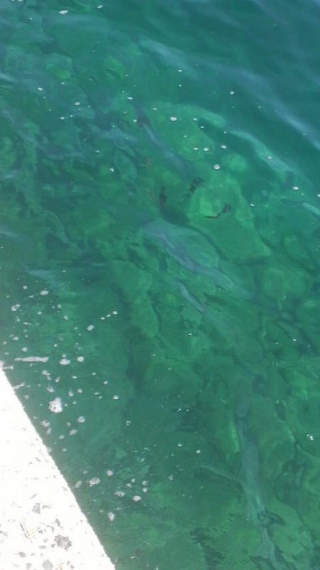 増税スタート　アオリイカは増えず・・・