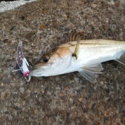 秋だ!祭りだ!青物フィーバー!