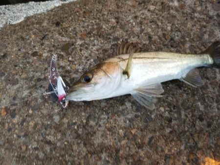 秋だ!祭りだ!青物フィーバー!