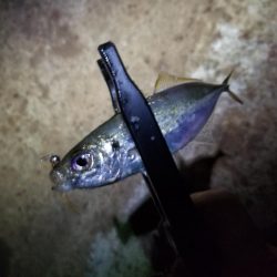 秋の夜長はアジングで♪