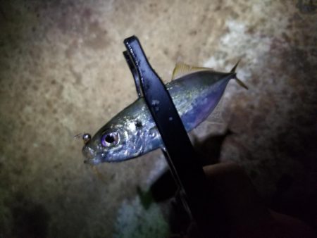 秋の夜長はアジングで♪