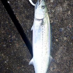 台風後の宮津湾