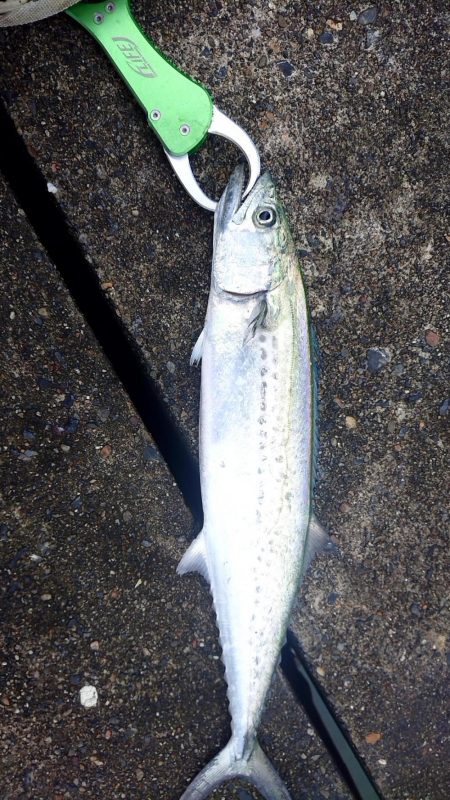 台風後の宮津湾