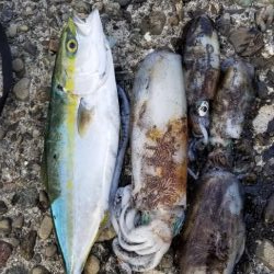 初島漁港内と近くのテトラでエギング