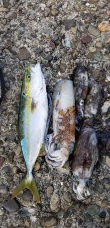 初島漁港内と近くのテトラでエギング