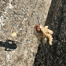 姫路イイダコ(2019-2)