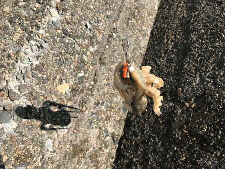 姫路イイダコ(2019-2)