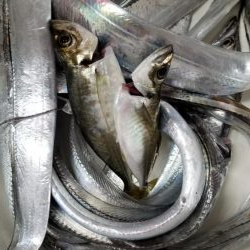 太刀魚お裾分けミッション