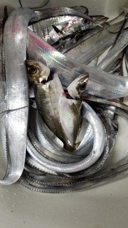 太刀魚お裾分けミッション
