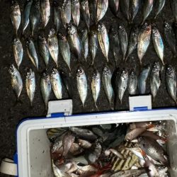 アジ！アジ！！アジ！！！アジ！！！！アジ！！！！！！入れ食い☆