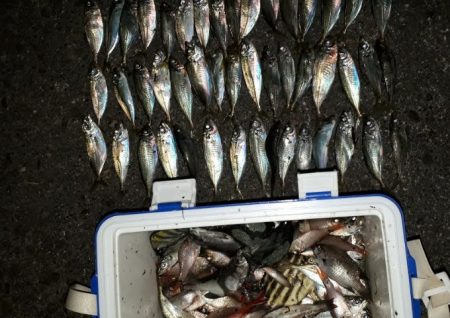 アジ！アジ！！アジ！！！アジ！！！！アジ！！！！！！入れ食い☆