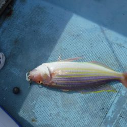 五目タイラバ その2