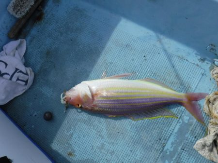 五目タイラバ その2