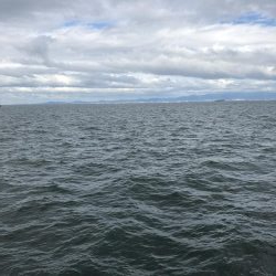 ツバスかなり減ってます