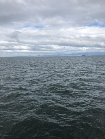 ツバスかなり減ってます