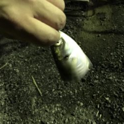 二夜連続アジング