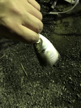 二夜連続アジング