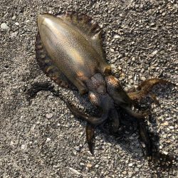 シーバス狙いでカマス