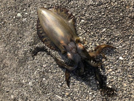 シーバス狙いでカマス