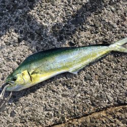 エギング!ナブラ祭り!