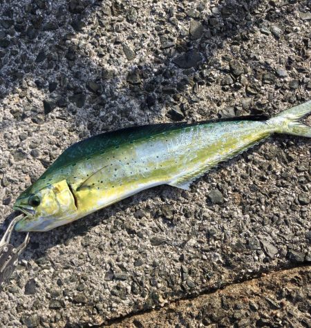 エギング!ナブラ祭り!