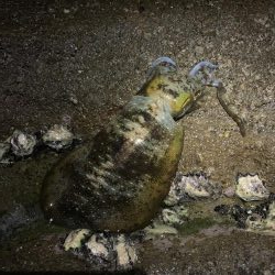 ナイトエギング