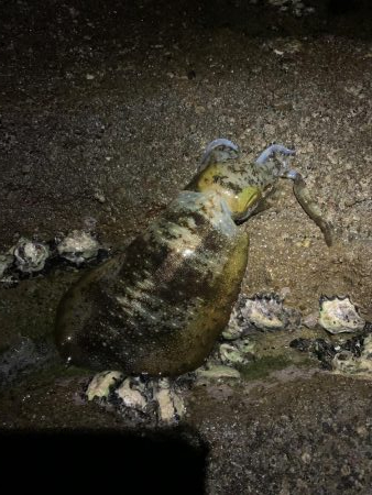 ナイトエギング