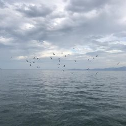 アオリ大きくなって来た