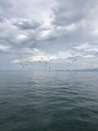 アオリ大きくなって来た