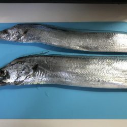 今年初タチウオ